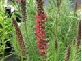 Echium russicum - hadinec červený