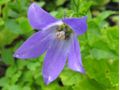 Campanula lactiflora 