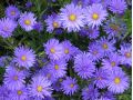 Aster dumosus 