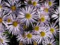 Aster dumosus 