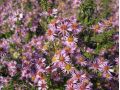 Aster ericoides 