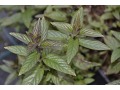 Mentha species 