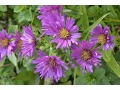 Aster novi - belgii 