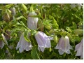 Campanula punctata 