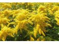 Solidago 