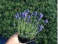 Lavandula angustifolia 