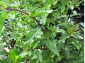 Mentha spicata var. Nigra - máta