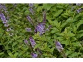 Mentha species 