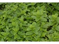 Mentha spicata 