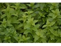 Mentha spicata 