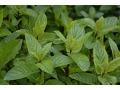 Mentha species 