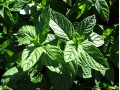 Mentha spicata var. Nana - máta