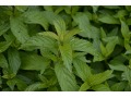 Mentha species 