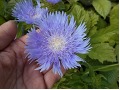 Stokesia laevis - stokésie