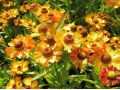 Helenium autumnale ' Okra Sundae ' ® - záplevák