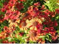 Helenium autumnale ' Strawberry Sundae ' ® - záplevák