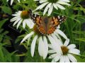 Echinacea purpurea 