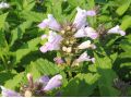 Nepeta subsessilis 