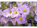 Aster 