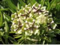 Asclepias asperula - klejicha