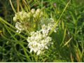 Asclepias verticillata - klejicha