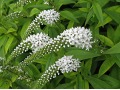 Lysimachia clethroides - vrbina sehnutá