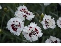 Dianthus 