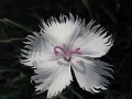 Dianthus 