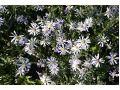 Aster pyrenaeus 