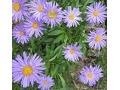 Aster alpinus 