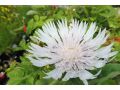 Stokesia laevis 