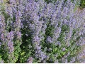 Nepeta grandiflora 