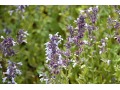 Nepeta grandiflora 