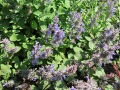 Nepeta racemosa - šanta