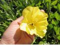 Oenothera macrocarpa ( missouriensis ) - pupalka