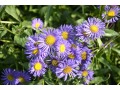 Erigeron 