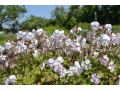 Geranium cantabrigiense 