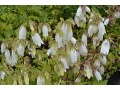 Campanula takesimana - zvonek