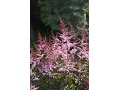 Astilbe 