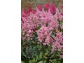 Astilbe japonica 