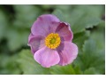 Anemone hybrida 