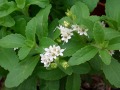 Stevia rebaudiana - 