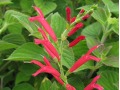 Salvia elegans 