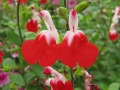 Salvia microphylla 