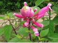 Salvia involucrata 