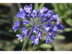 Agapanthus 