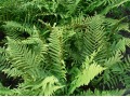 Dryopteris filix-mas - kapraď samec