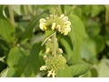 Phlomis russeliana - sápa, jeruzalémská šalvěj