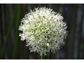 Allium 