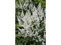 Astilbe x arendsii 